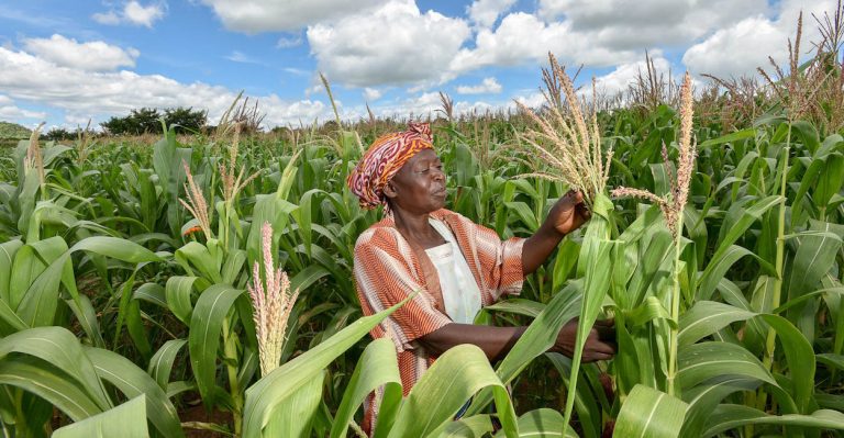 L&rsquo;Agriculture : Une Clé pour le Développement des Communautés en Afrique Centrale
